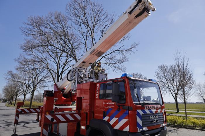 Voorbijgangers vinden dode zwaan in boom