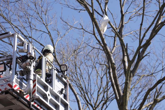 Voorbijgangers vinden dode zwaan in boom