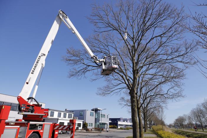 Voorbijgangers vinden dode zwaan in boom