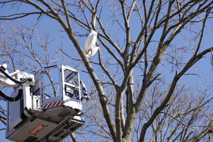 Voorbijgangers vinden dode zwaan in boom