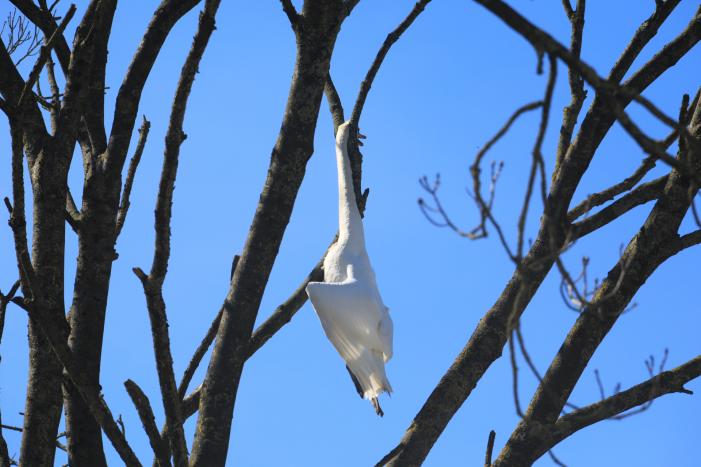 Voorbijgangers vinden dode zwaan in boom