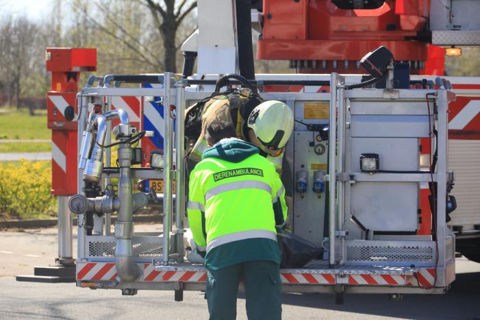Voorbijgangers vinden dode zwaan in boom