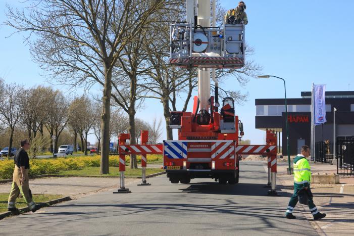 Voorbijgangers vinden dode zwaan in boom