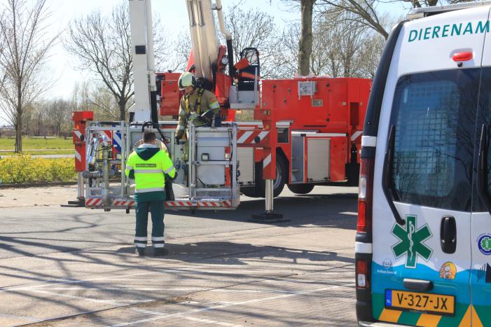Voorbijgangers vinden dode zwaan in boom