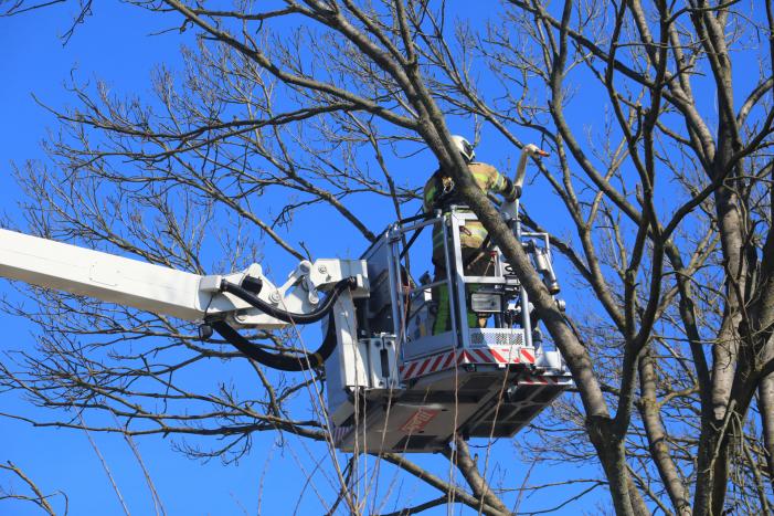 Voorbijgangers vinden dode zwaan in boom