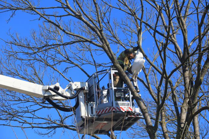 Voorbijgangers vinden dode zwaan in boom