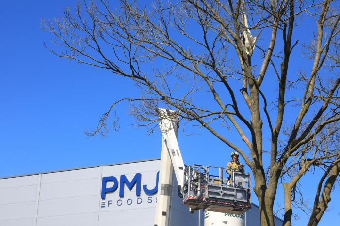 Voorbijgangers vinden dode zwaan in boom