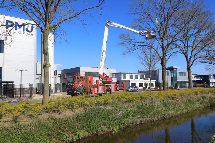 Voorbijgangers vinden dode zwaan in boom