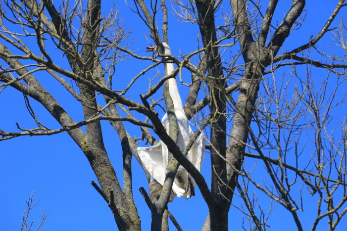 Voorbijgangers vinden dode zwaan in boom