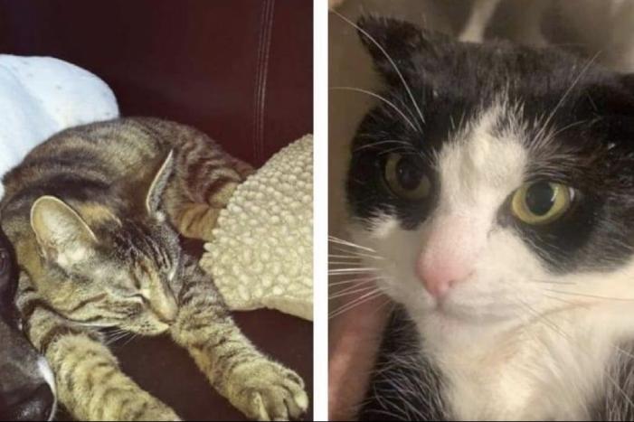 Dierenhater actief in Flevoland?