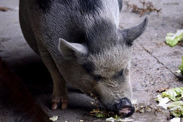 Hangbuikzwijn beschoten met pijlen