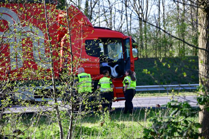 Zwaan vliegt dwars door voorruit vrachtwagen