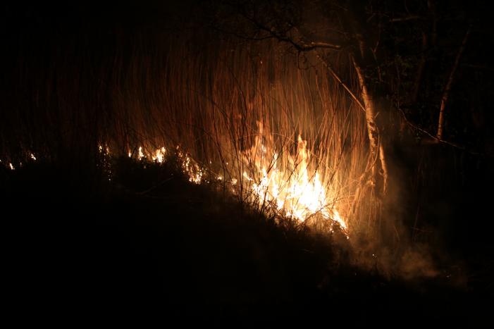 Rietkraag langs het spoor in brand