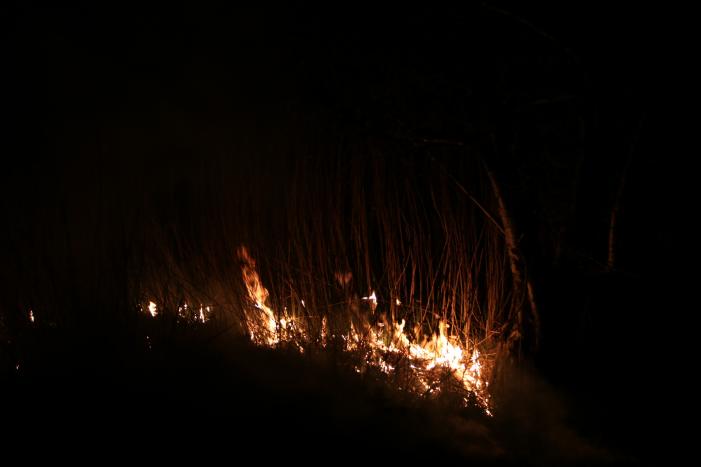Rietkraag langs het spoor in brand