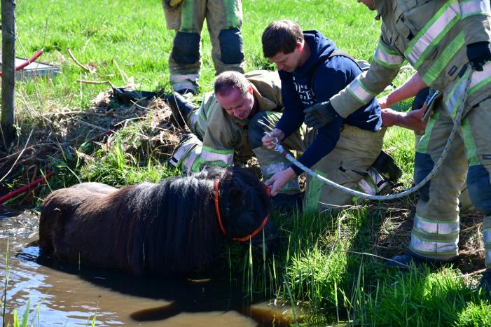 Brandweer redt pony met kar uit sloot