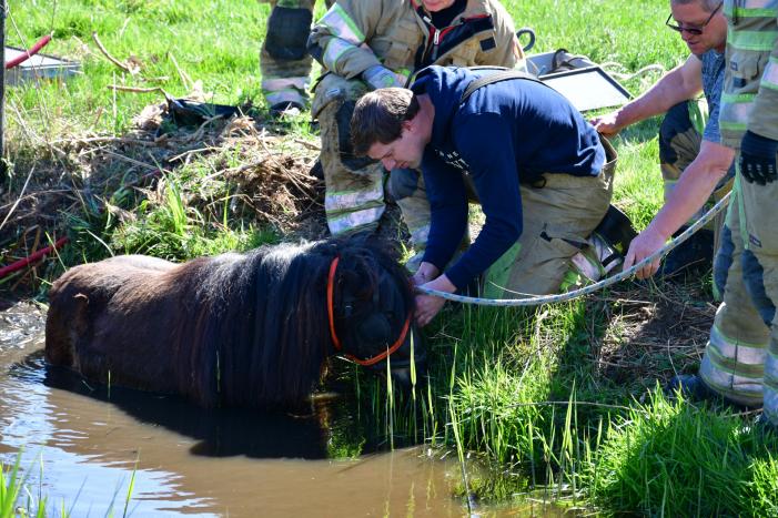 Brandweer redt pony met kar uit sloot