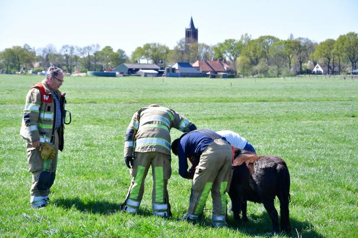 Brandweer redt pony met kar uit sloot