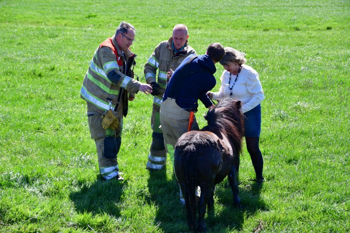Brandweer redt pony met kar uit sloot