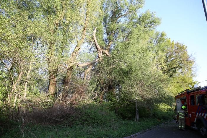 Brandweer trekt takken van boom af