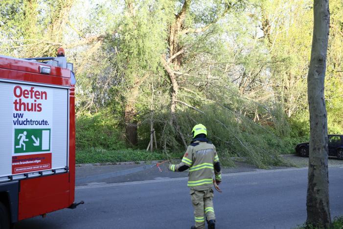 Brandweer trekt takken van boom af
