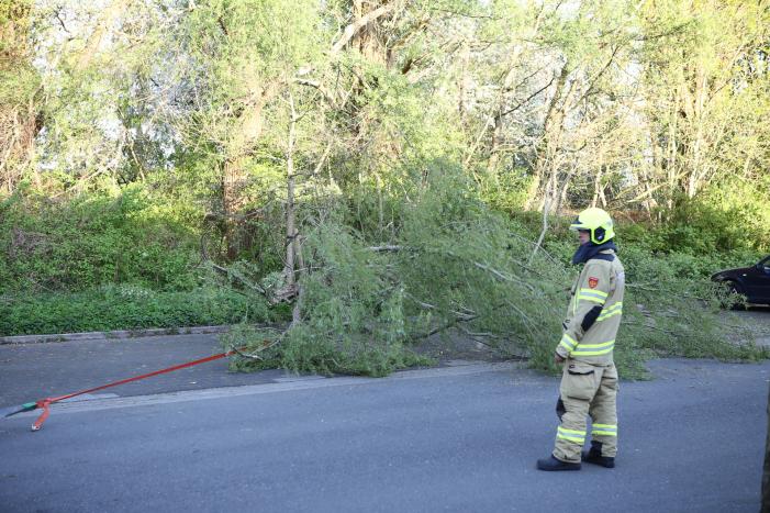 Brandweer trekt takken van boom af