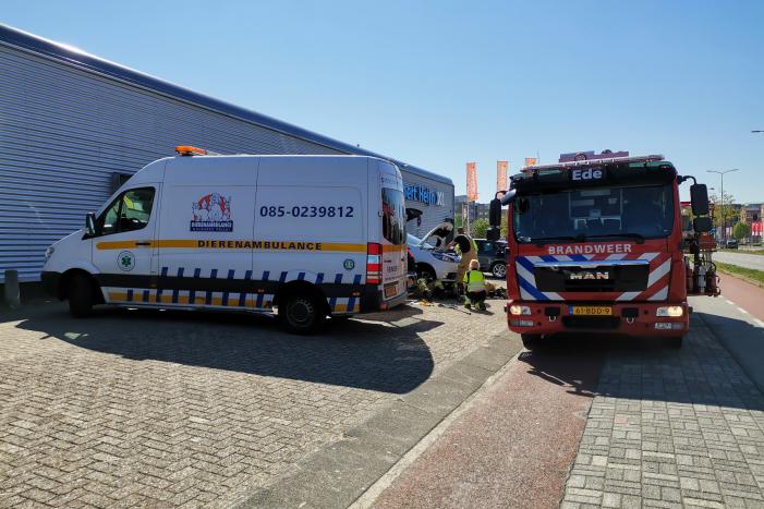 Kat vast in motorcompartiment van auto