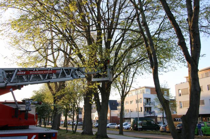 Brandweer verwijderd losse takken uit boom