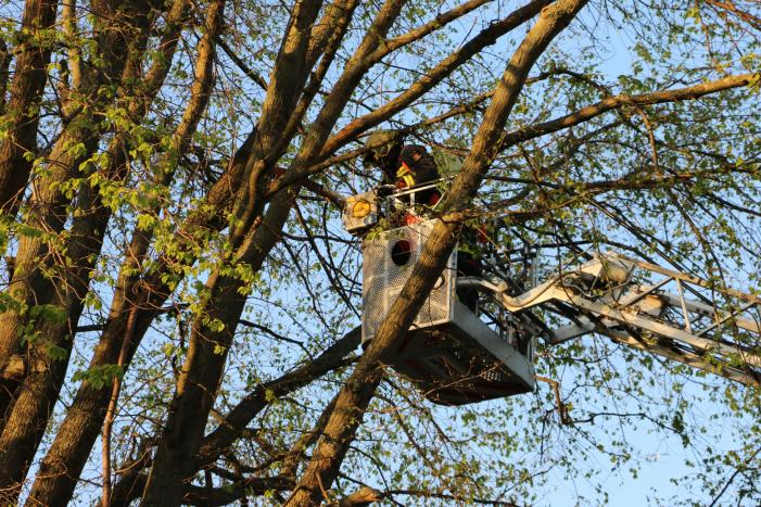 Brandweer verwijderd losse takken uit boom