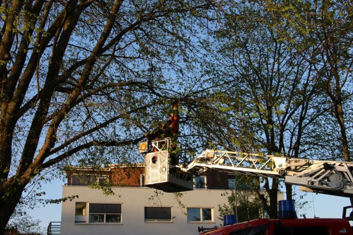 Brandweer verwijderd losse takken uit boom