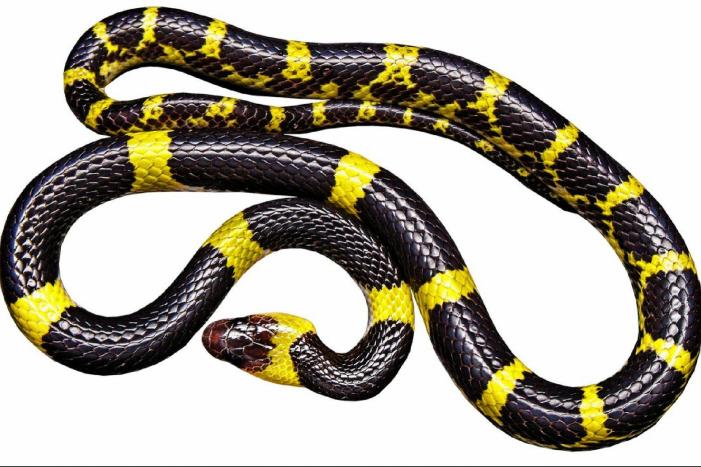 Bewoners Roermond-centrum opgepast: giftige Cobra-slang ontsnapt uit terrarium