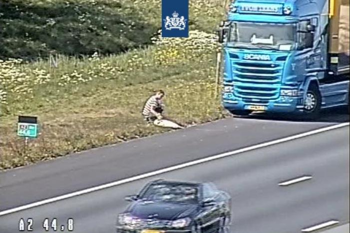 Vrachtwagenchauffeur schiet aangereden zwaan ter hulp