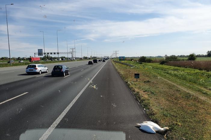 Vrachtwagenchauffeur schiet aangereden zwaan ter hulp