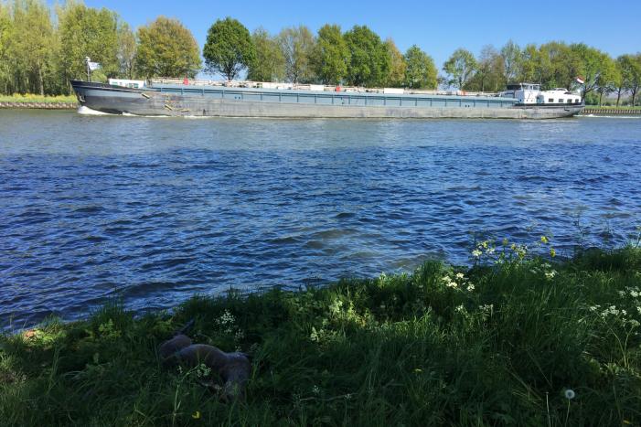 Omstanders treffen dode ree aan in het water