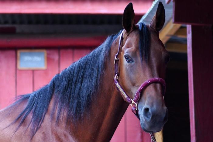 Internationale springruiter eist 114.000 euro schadevergoeding van Boekelse paardenfokkerij