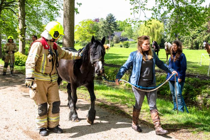 Brandweer haalt paard uit de sloot