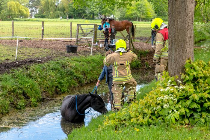 Brandweer haalt paard uit de sloot