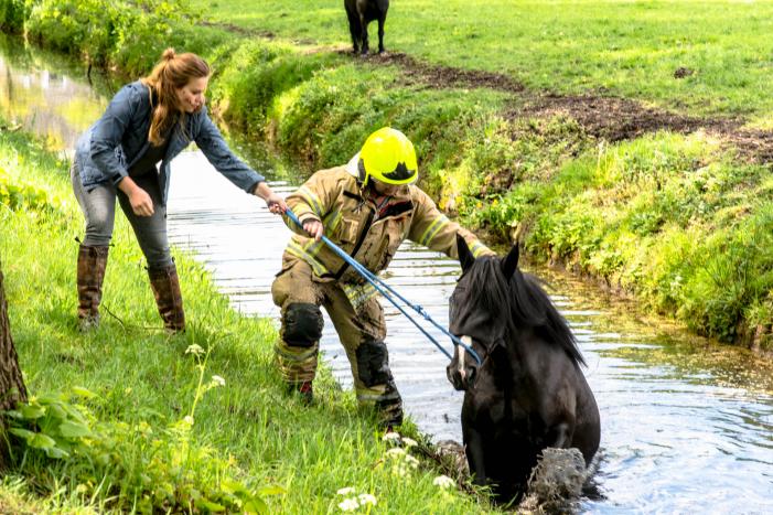 Brandweer haalt paard uit de sloot