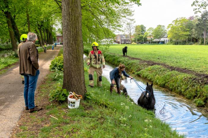 Brandweer haalt paard uit de sloot