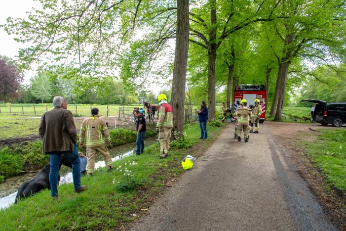 Brandweer haalt paard uit de sloot