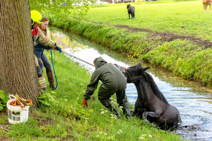 Brandweer haalt paard uit de sloot