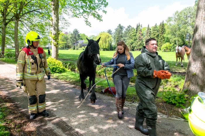 Brandweer haalt paard uit de sloot