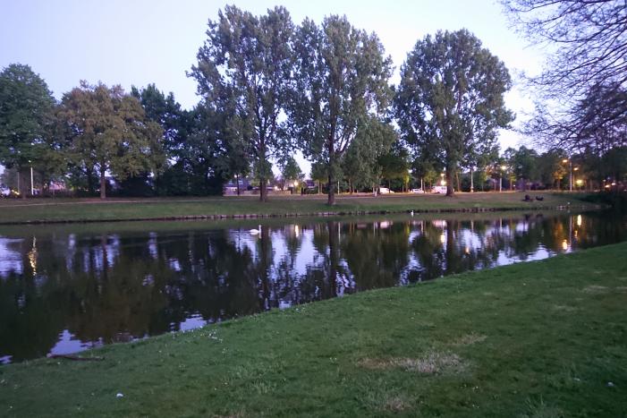 Zwaan met visdraad in de problemen