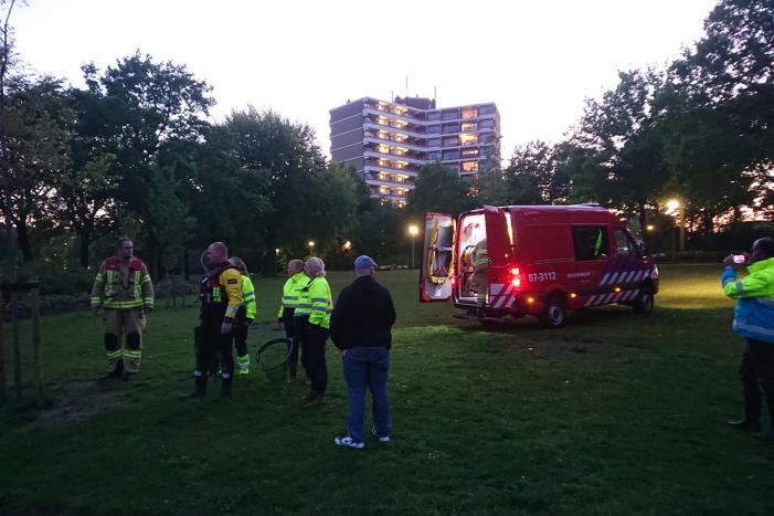 Zwaan met visdraad in de problemen