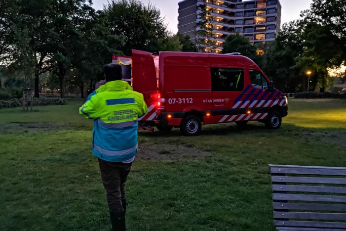 Zwaan met visdraad in de problemen