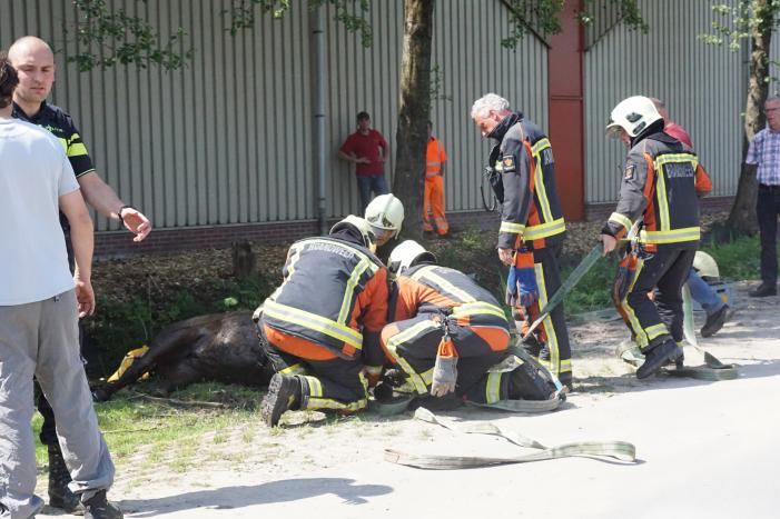 Paard met wagen belanden in sloot