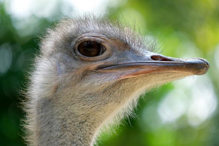 Losgebroken kameel blijkt struisvogel te zijn