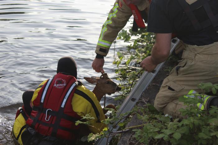 Ree gered uit kanaal