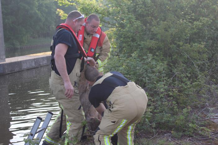 Ree gered uit kanaal