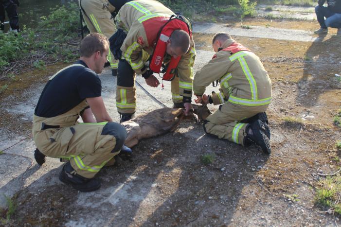 Ree gered uit kanaal
