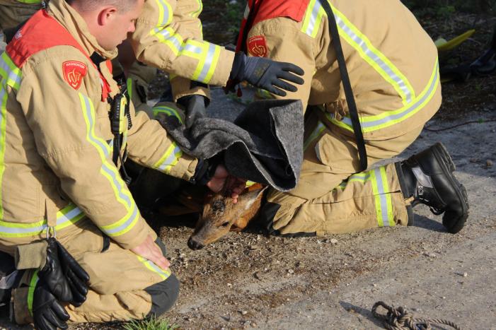Ree gered uit kanaal